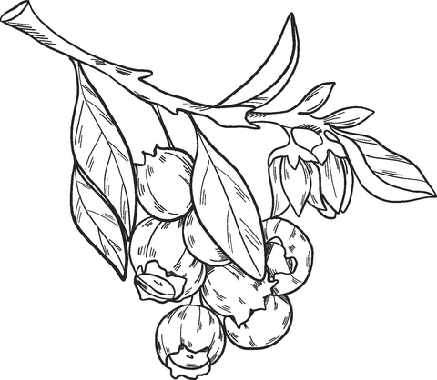 Blueberries On A Branch Coloring Page